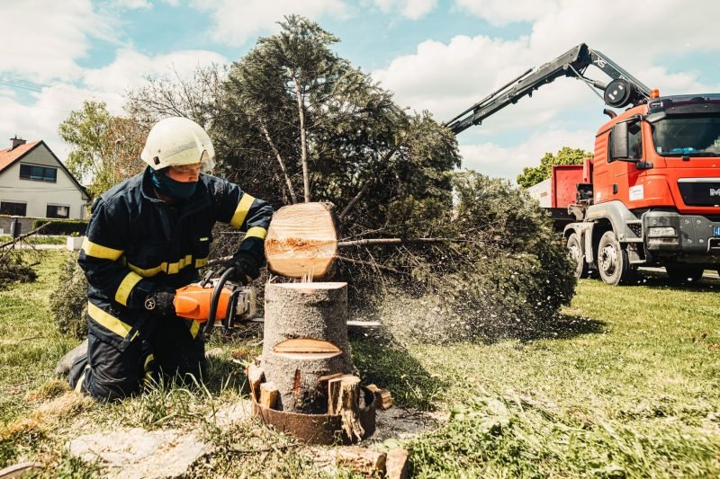 Tree Removal: When It's Necessary and How to Hire Safely